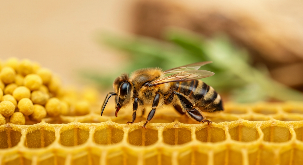6 Evidence-Based Bee Venom Therapy Benefits (2026)