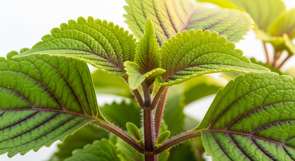Forskolin: Can It Boost cAMP?
